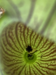 Exyra semicrocea