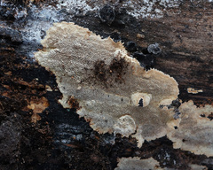 Dentocorticium portoricense