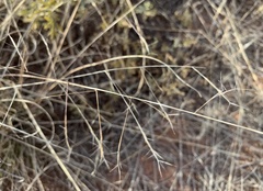 Aristida ternipes