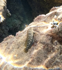 Parablennius sanguinolentus