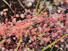 Drosera drummondii