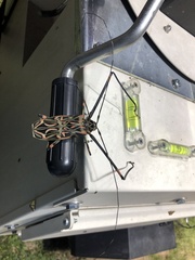 Acrocinus longimanus