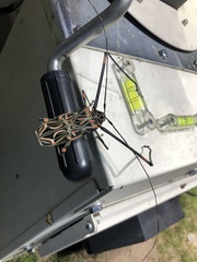 Acrocinus longimanus