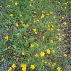 Tagetes tenuifolia