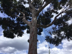 Eucalyptus cladocalyx