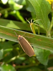 Palaeosia bicosta