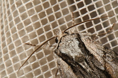 Hyppa contrasta