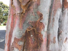 Eucalyptus cladocalyx