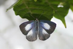 Eirmocides absimilis