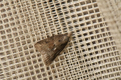 Platynota idaeusalis