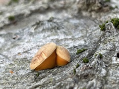 Cryptoporus volvatus