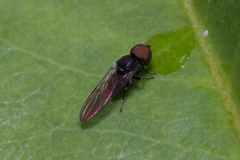 Pipunculidae
