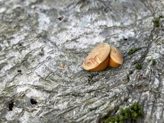 Cryptoporus volvatus