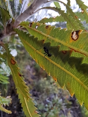 Polyrhachis australis