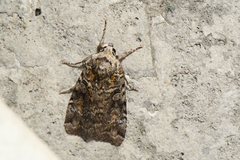 Anaplectoides pressus