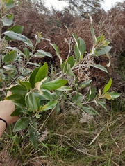 Olearia avicenniifolia