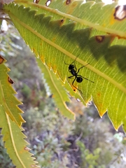 Polyrhachis australis