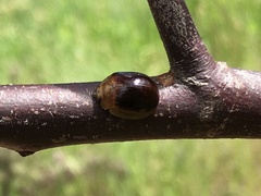 Paropsisterna cloelia