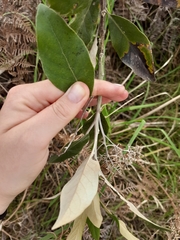 Olearia avicenniifolia