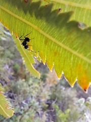 Polyrhachis australis