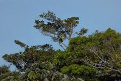 Ramphastos sulfuratus