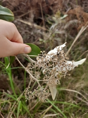 Olearia avicenniifolia