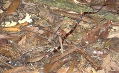 Oxyrhopus petolarius