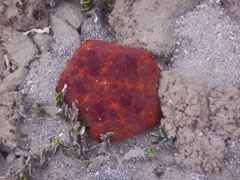 Culcita novaeguineae