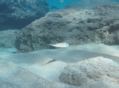 Torquigener flavimaculosus