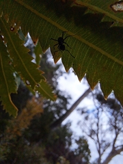 Polyrhachis australis