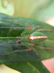 Araneus talipedatus