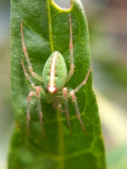 Araneus talipedatus