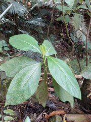 Trichodesma calycosum