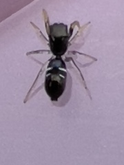 Damoetas nitidus