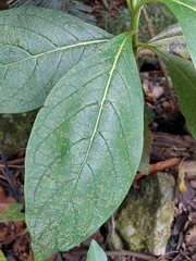Trichodesma calycosum