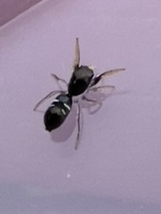 Damoetas nitidus