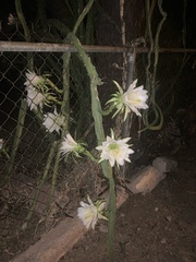 Peniocereus greggii