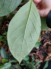 Trichodesma calycosum