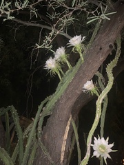 Peniocereus greggii