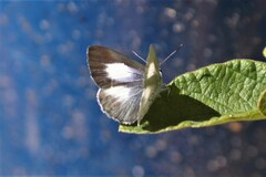 Eirmocides absimilis