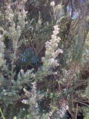 Leptospermum lanigerum