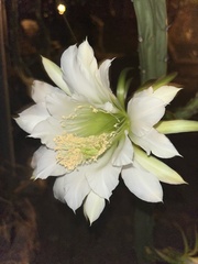 Peniocereus greggii