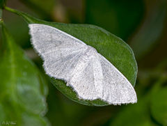 Acratodes suavata
