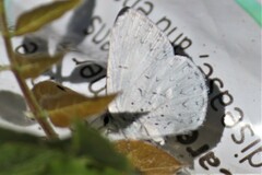 Eirmocides absimilis
