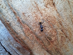 Camponotus aeneopilosus