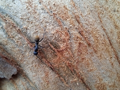 Camponotus aeneopilosus