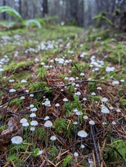 Mycena robusta
