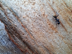 Camponotus aeneopilosus