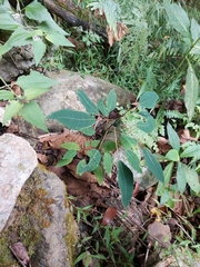 Triadica cochinchinensis