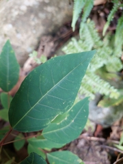 Triadica cochinchinensis